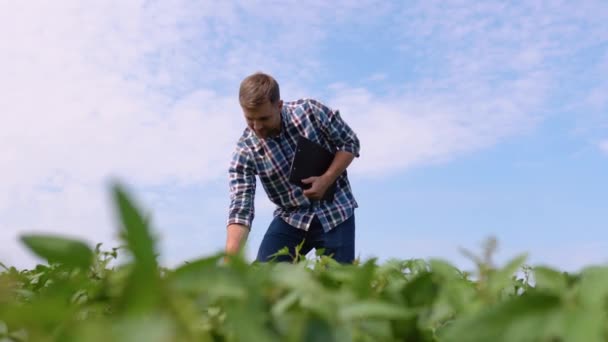 Young Farmer Soybean Fields Farmer Agronomist Growing Green Soybean Field — Stockvideo