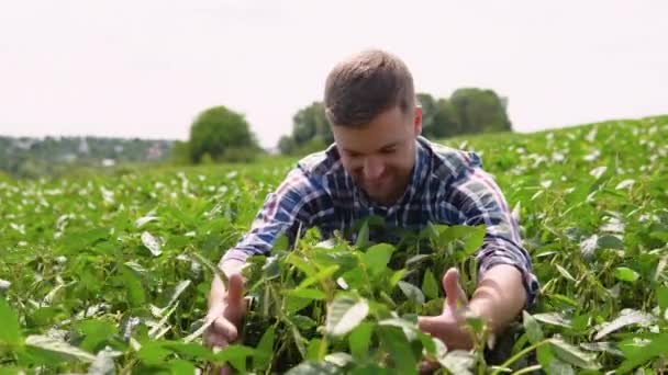 Young Farmer Soybean Fields Farmer Agronomist Growing Green Soybean Field — Stock video