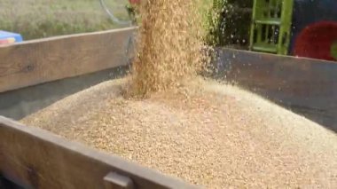 Unloading wheat seeds from the combine to the dump truck. Combine harvester unloads grain in the box.