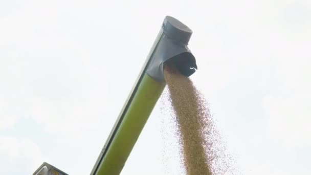 Combine Loading Wheat Grain Truck Evening Yellow Dry Kernels Falling — Stockvideo