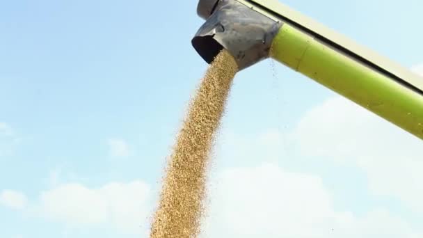 Combine Loading Wheat Grain Truck Evening Yellow Dry Kernels Falling — Vídeo de Stock