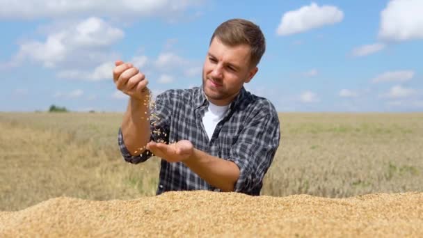 Close Detail Shot Farmer Unloading Wheat Grains Hand Wheat Harvest — Vídeos de Stock