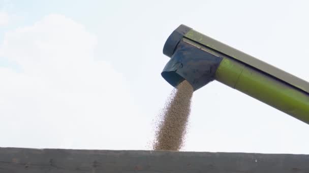 Combine Loading Wheat Grain Truck Evening Yellow Dry Kernels Falling — Video