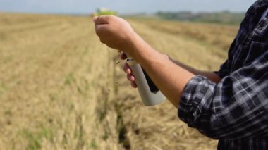 The farmer inspects the state of wheat with special equipment