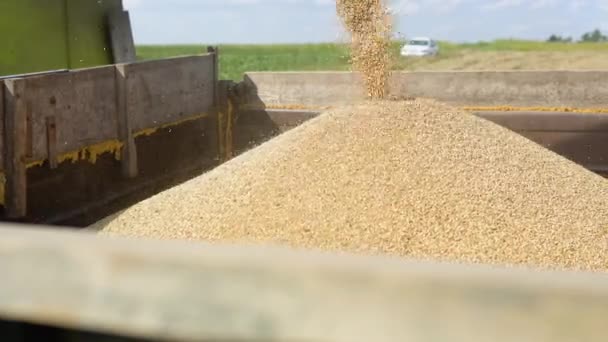 Combiner Moissonneuse Batteuse Décharge Grain Dans Boîte Déchargement Des Graines — Video