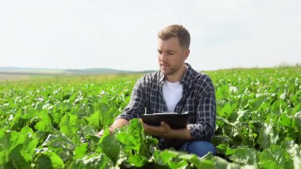 Farmer Checking Crop Sugar Beet Field Agricultural Concept — Stockvideo