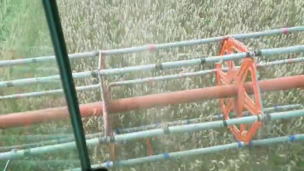 Harvesting Mowing Ripe Wheat Sunny Summer Weather Poin View Harvester — Stock video