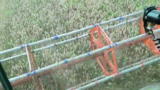 Harvesting Mowing Ripe Wheat Sunny Summer Weather Poin View Harvester — Video