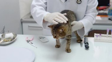 küçük hayvan veteriner Kliniği'nde bir kontrole sahip bir kedi