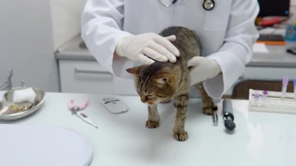 Küçük Hayvan Veteriner Kliniği Nde Bir Kontrole Sahip Bir Kedi — Stok video