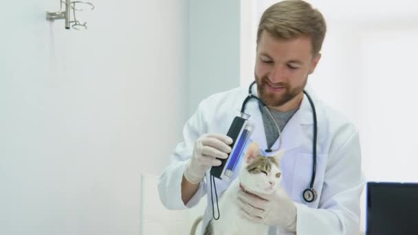 Ветеринар Защитных Перчатках Осматривает Кота Стетоскопом Ветеринарной Клинике — стоковое видео