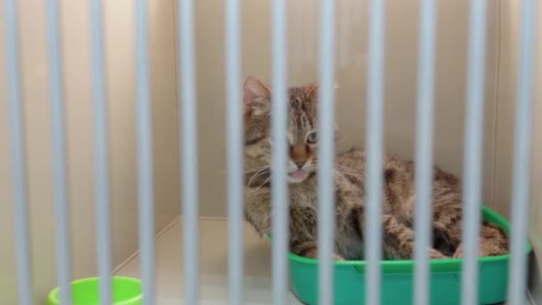 Szürke Macska Állatmenhelyen Ketrec Szomorú Arc Magányos Félek Állatorvosi Klinikán — Stock videók