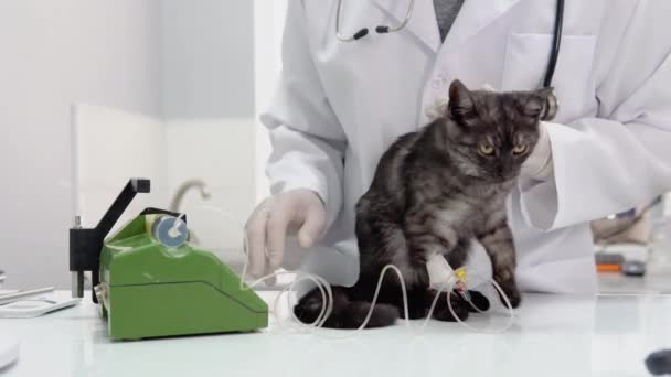 Veterinario Hace Inyección Gato Usando Gotero Médico — Vídeo de stock