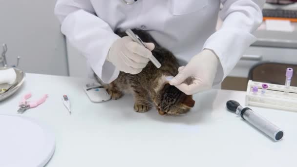 Gato Doméstico Examen Médico Veterinario Clínica Veterinaria — Vídeos de Stock