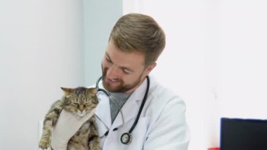 Veteriner muayenesinde evcil kedi. Veteriner kliniği.