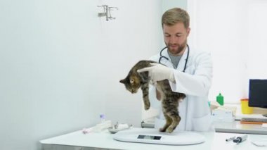 Veteriner kediyi tartıyor..