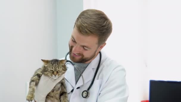 Gato Doméstico Examen Médico Veterinario Clínica Veterinaria — Vídeo de stock