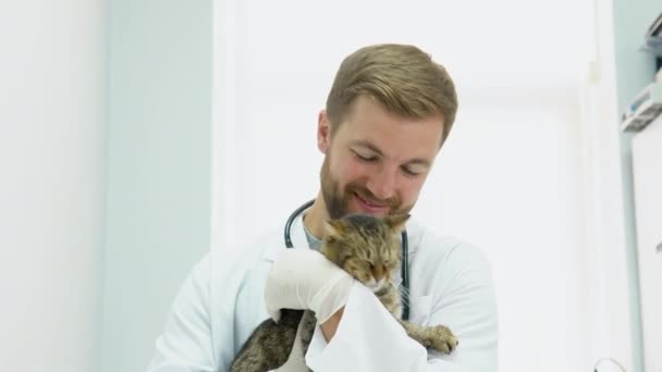 小さな動物の獣医の診療所でチェックアップをしている猫 手順の前にふわふわの国内猫を撫でるベット — ストック動画