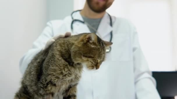 獣医の診療所で灰色の猫の肖像画 獣医のプロシージャの前にふわふわ国内猫をなでる — ストック動画