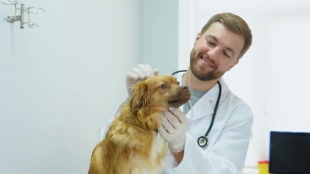 Veterinární Lékař Hladí Psa Obvazem Hladí Veterinární Nemocnici — Stock video