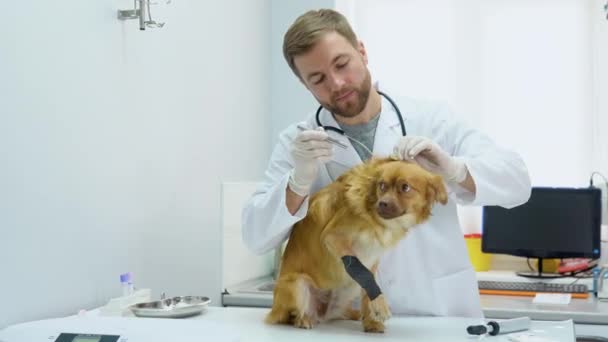 Portrét Dospělého Veterinárního Lékaře Vyšetřujícího Uši Sluch Psa Veterinární Klinice — Stock video