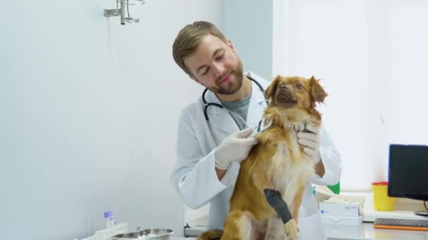 보호용 장갑을 수의사가 수의사 병원에서 청진기로 동물을 진찰하는 — 비디오