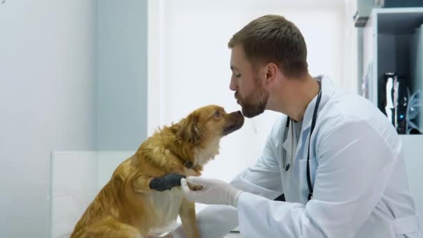 Veterinario Examina Perro Con Una Venda Una Clínica Veterinaria — Vídeo de stock