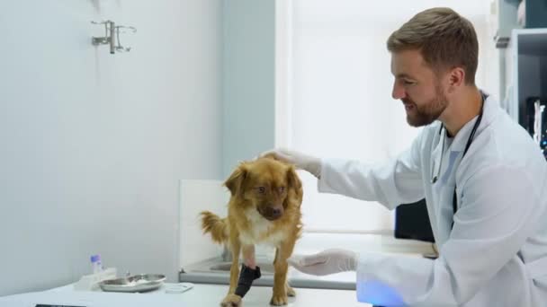 Κτηνίατρος Εξετάζει Σκύλο Επίδεσμο Κτηνιατρική Κλινική — Αρχείο Βίντεο