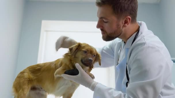 Veterinární Lékař Vyšetří Psa Obvazem Veterinární Klinice — Stock video