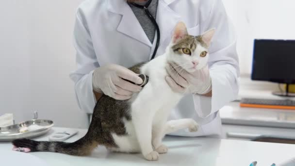 Close Veterinário Luvas Proteção Examinando Animal Estimação Com Estetoscópio Clínica — Vídeo de Stock