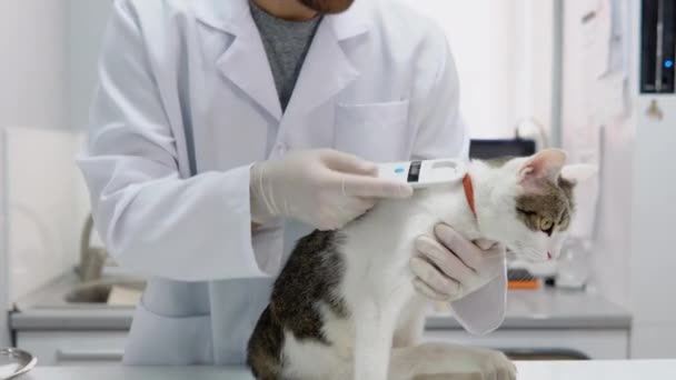 獣医は獣医クリニックで猫を検査します 医者と一緒に病院でふわふわ猫 — ストック動画