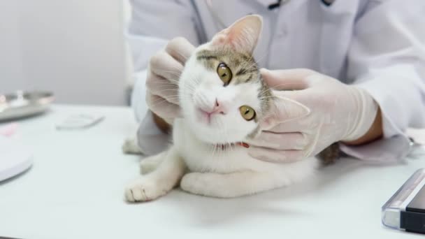 小さな動物の獣医の診療所でチェックアップをしている猫 手順の前にふわふわの国内猫を撫でるベット — ストック動画