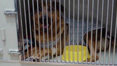 Hayvan barınağında melez bir köpek. Üzgün bir yüz. Veteriner kliniğinde korkmuş..