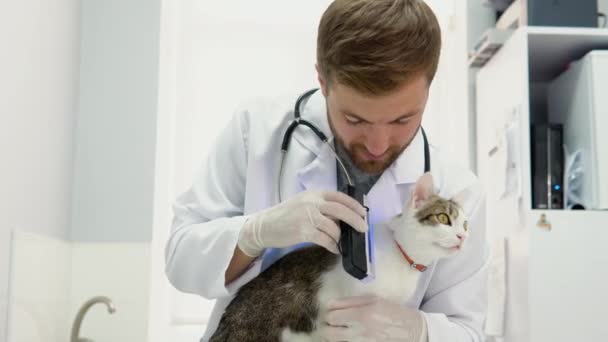 Gato Doméstico Examen Médico Veterinario Clínica Veterinaria — Vídeo de stock