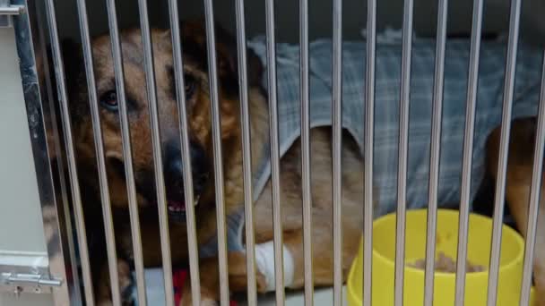 Brun Vit Och Svart Liten Scruffy Poodle Terrier Mixed Breed — Stockvideo