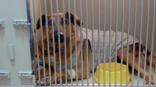 动物收容所狗笼中的混血儿在兽医诊所孤独地面对恐惧 — 图库视频影像