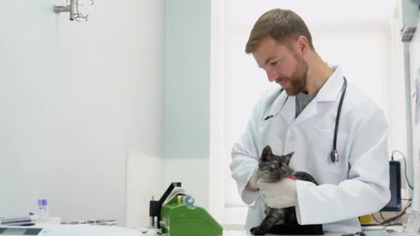Ветеринар Робить Єкцію Кота Допомогою Медичного Крапельниці — стокове відео