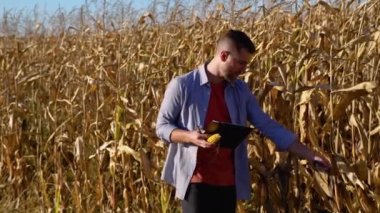 Genç Çiftçi hasat sırasında Mısır tohumu Mısır alanları incelemek.