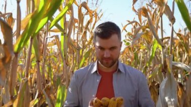 Yakışıklı bir çiftçi mısır hasat portresi.