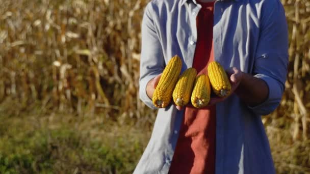 トウモロコシの穂軸を持ち 種子の品質を確認する農家の手のクローズアップ トウモロコシ畑で働く農家 — ストック動画