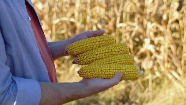 トウモロコシの穂軸を持ち 種子の品質を確認する農家の手のクローズアップ トウモロコシ畑で働く農家 — ストック動画