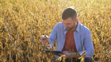 Genç tarımcı yazın tarlada soya fasulyesi mahsulünü inceliyor. Soya tarlasında çiftçi.