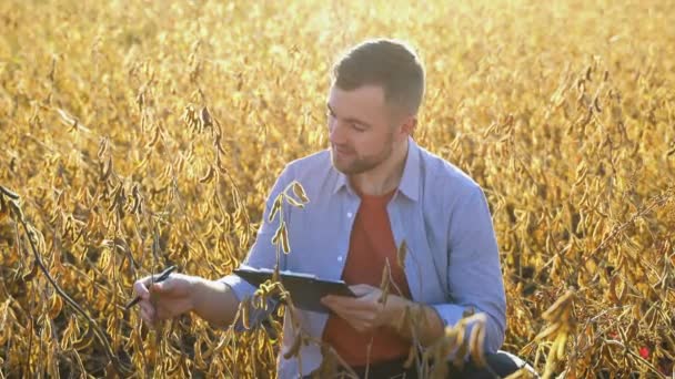 Agrónomo Agricultor Trabajador Campo Soja Comprobar Los Cultivos Antes Cosecha — Vídeo de stock