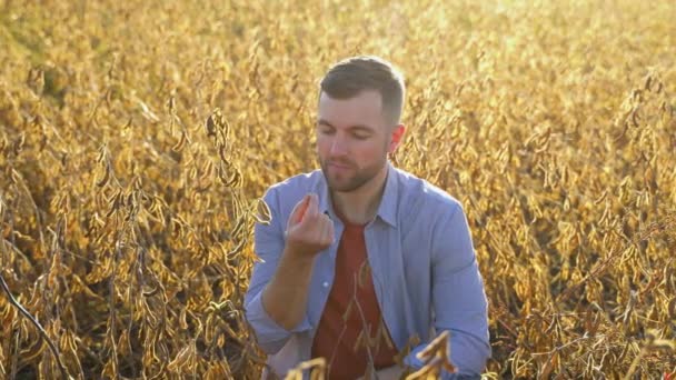 农艺师检查在农田里生长的大豆作物 农业生产理念 — 图库视频影像