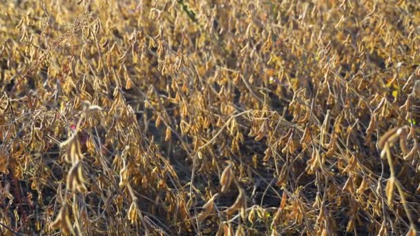 Sojabohnen Auf Dem Sonnigen Feld Hintergrund Der Landwirtschaftlichen Sojaplantage Sonnigen — Stockvideo