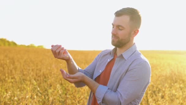 Soya Tarlasında Bir Çiftçi Olgun Bir Bitkinin Tohumlarını Inceleyip Elden — Stok video