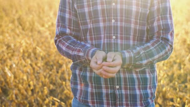 Human Hands Holding Soy Beans Farmer Hand Harvest Ready Soy — Vídeos de Stock