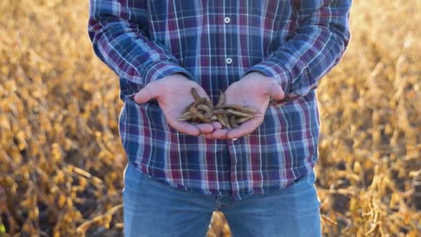 Menschliche Hände Halten Sojabohnen Landwirt Hand Hand Erntefertige Sojabohnen Bewirtschaftetes — Stockvideo