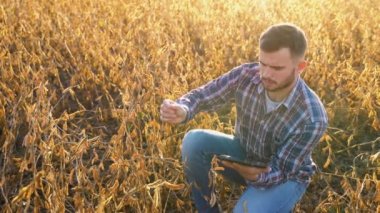Tarım alanında yetişen soya fasulyesi mahsullerini inceleyen agronomist. Tarımsal üretim kavramı.