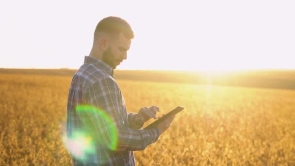 Young Hardworking Farmer Agronomist Soybean Field Checking Crops Harvest Organic — Stock Video